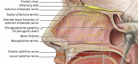 olfactory receptors at the top of each nostril in humans (there
