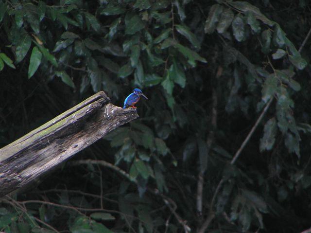 Blue-eared Kingfisher, Backwoods Malabar Grey