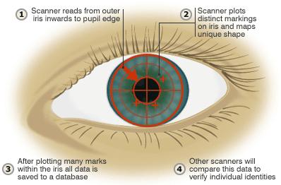 8 chamber). Its color comes from microscopic pigment cells called melanin. The color, texture, and patterns of each person's iris are as unique as a fingerprint.[10] Figure 1.