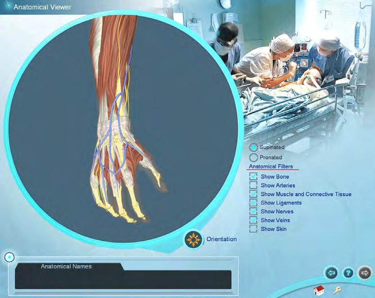System Overview Virtual I.V. Anatomical Viewer The Anatomical Viewer allows the learner to view and identify anatomical structures in the arm and hand.