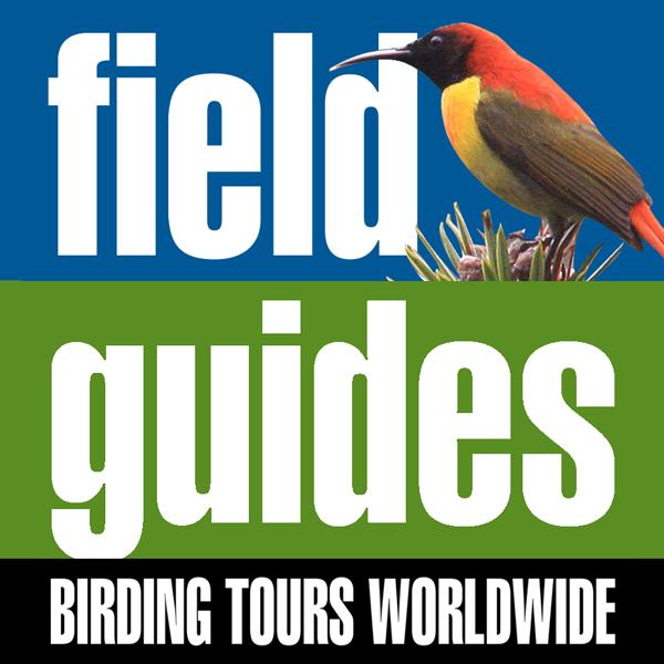 Field Guides Tour Report PERU'S MAGNETIC NORTH: SPATULETAILS, OWLET LODGE & MORE Jul 13, 2011 to Jul 24, 2011 John Rowlett What a thrilling trip to a majestic area of northern Peru!