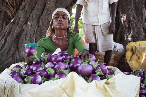 Enforcement of ABS/PIC Laws 2012:Monsanto being sued by National Biodiversity Authority of India for accessing and modifying 10 varieties of Indian eggplant in development of Bt