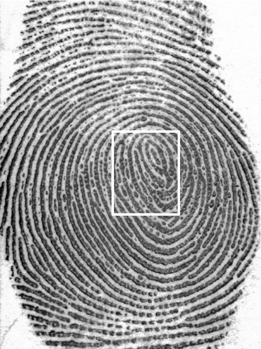 9 (a) (b) (c) (d) Fig. 6. Feature representation for fingerprint recognition.