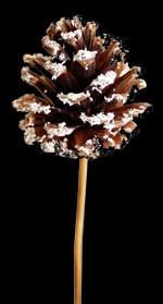 FROSTED PINECONE SIZES: 20 Stick