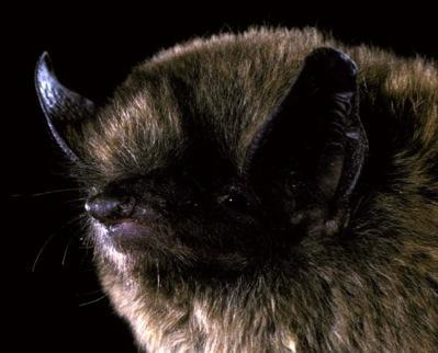Bat Species in