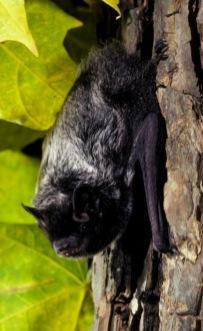 bat (Myotis