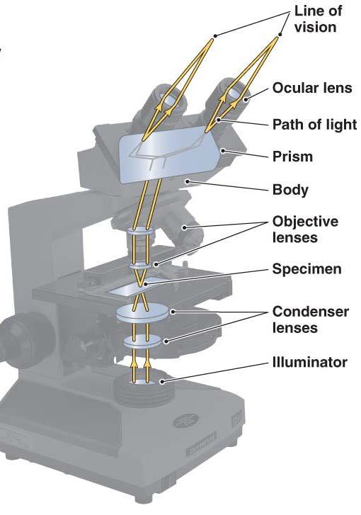 A bright-field, compound light microscope Magnifying lens