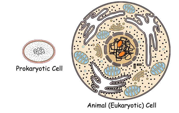 All life is made of cells, including microorganisms There are TWO types of