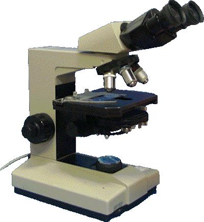 Compound Light Microscope ocular lenses stand coarse focus fine focus objective lenses stage condenser lamp illuminator control Compound Light Microscope A compound microscope employs multiple lenses