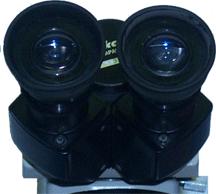 Anyone who has used binoculars should find it easy to adjust the oculars on a binocular microscope.