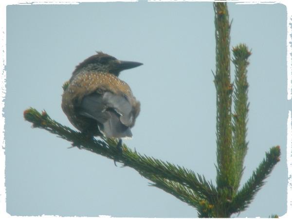 Bird Watching Holiday To BULGARIA