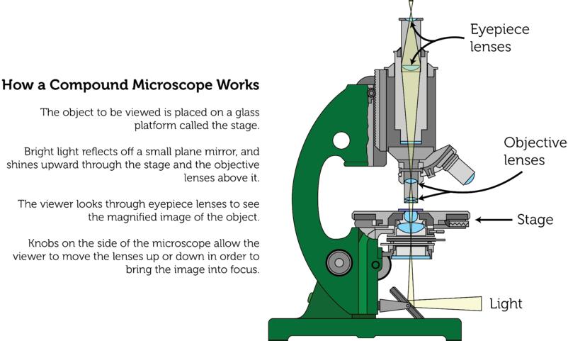 9.2. Optics www.ck12.org FIGURE 9.18 A compound microscope uses convex lenses to make enlarged images of tiny objects. Laser light is created in a tube like the one shown in Figure 9.22.