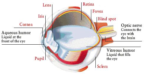 Figure 1 Image of the interior of the eye. Copyright 1996 Dorling Kindersley. In many ways, a camera is a good man-made imitation of the human eye.