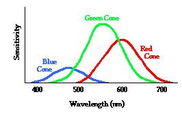 Electromagnetic Waves Visible waves Wavelength: 400 nm - 700 nm Frequency: 10 15 Hz Characteristics The