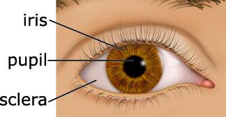 eye Vision Iris Muscular diaphragm
