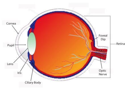 OPTICAL AXIS: line passing through centre of cornea, lens and meets retina on nasal side of fovea VISUAL AXIS: line joining fixation point, nodal point and fovea FIXATION AXIS: line joining fixation