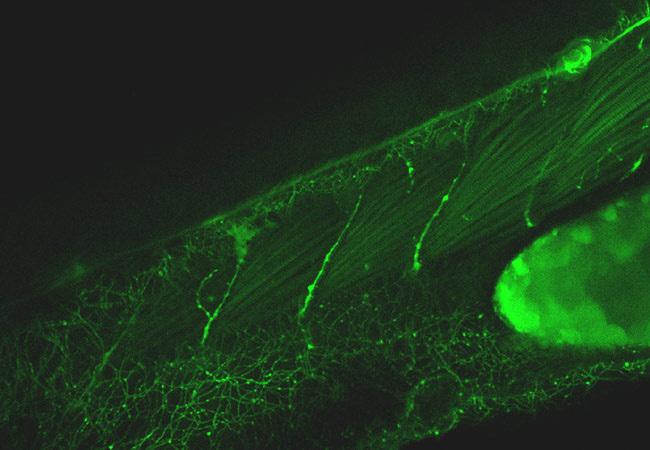 collect more light from weakly fluorescent specimen