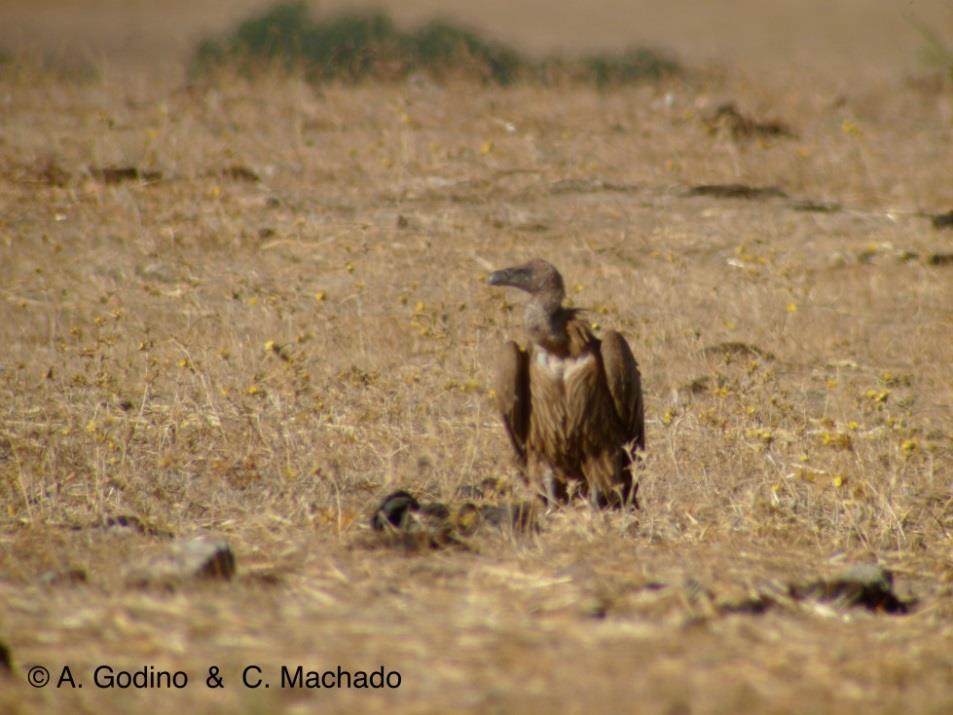 On August 24 th 2014, whilst at the Biological Station of Garducho (Mourão Council), we observed a group of 70 Eurasian Griffons (Gyps fulvus) landing at a cow carcass, approximately 200 m from the
