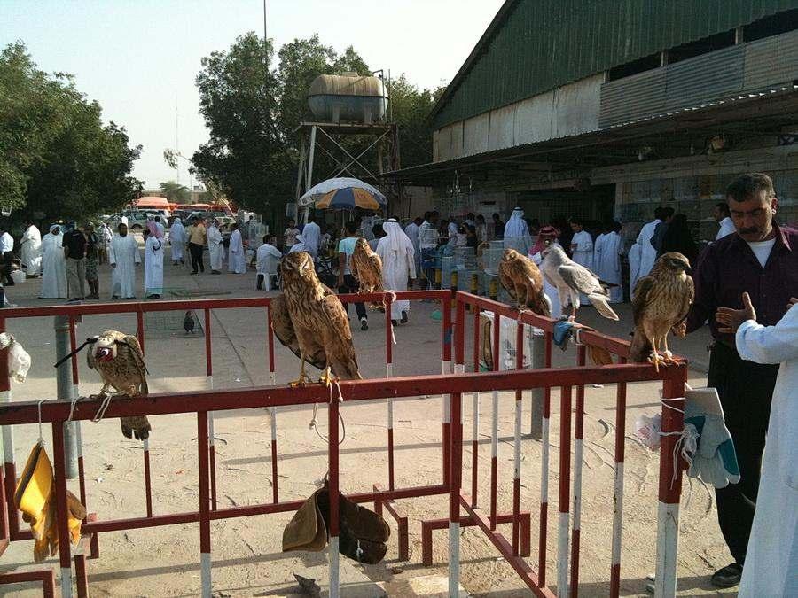 The Kuwait Bird Market