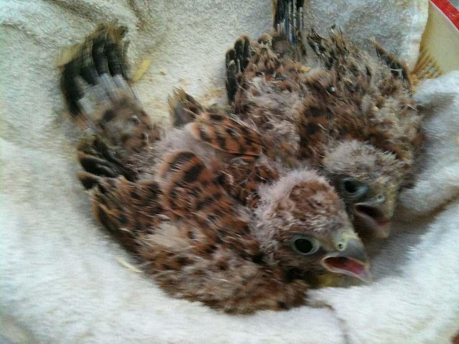 Falco tinnunculus chicks