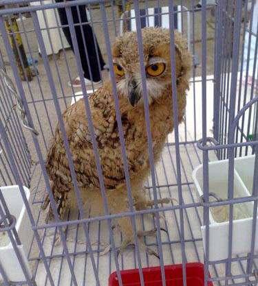 Pharaoh Eagle Owl