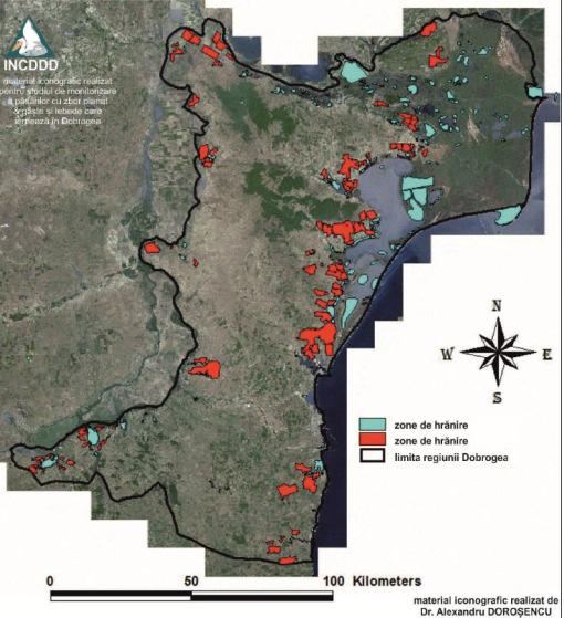 Figure 4-5 Main feeding and resting places for geese and swans in Dobrogea Blue= Resting Areas Red = Feeding areas Source: Study providing recommendations on the areas in Dobrogea region where the