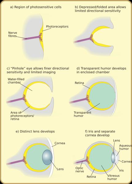 Rays and refraction Evolution of the eye Lens evolved to improve radiometric