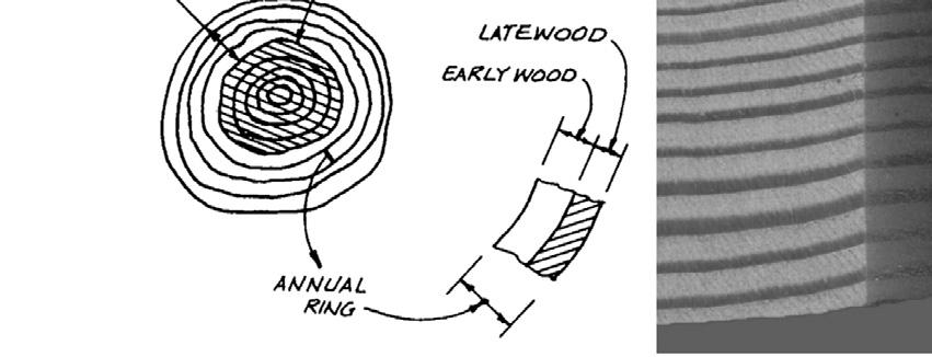 CHARACTERISTICS Annual Rings Latewood is denser and stronger than