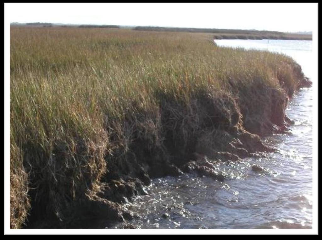 Galveston Bay: Losses in Marsh & Seagrass Area Emergent wetlands were estimated to have declined by 35,100 acres between 1953 and 1989 (White et al.