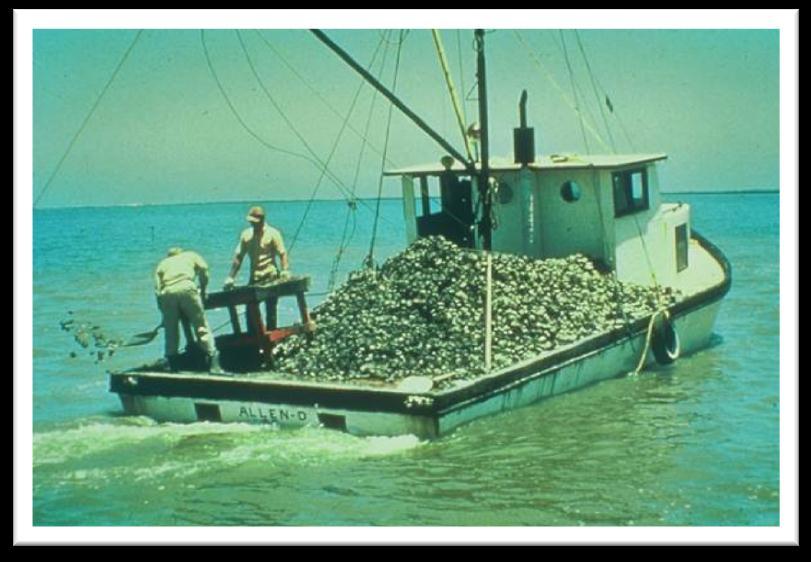 Galveston Bay: Losses in Oyster Reefs & Productivity About ½ of the bay s consolidated reefs were destroyed by