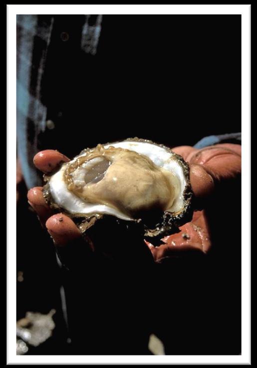 accounting for approximately 85-90% of all oysters harvested and worth about $12 million/year In 2010 (post-ike),