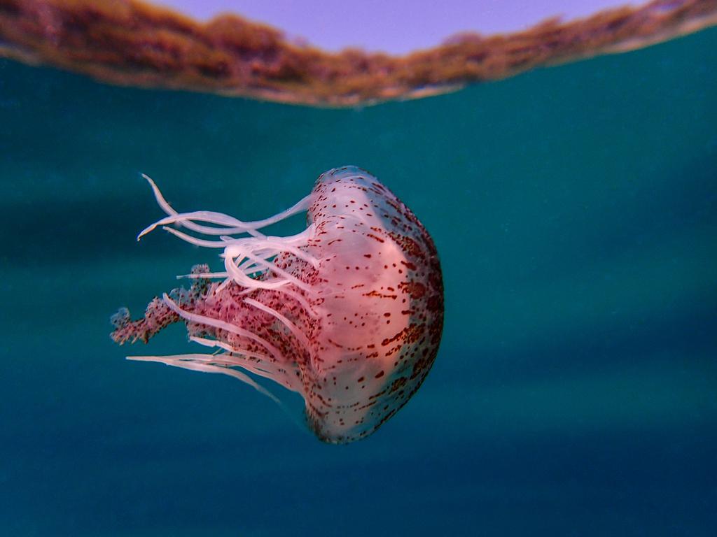 Over-Under: Small Jellyfish at Refuge Cove, Wilsons Promontory Give it a try! Once you start playing with a camera underwater and pushing your creative boundaries, you will be hooked, guaranteed!