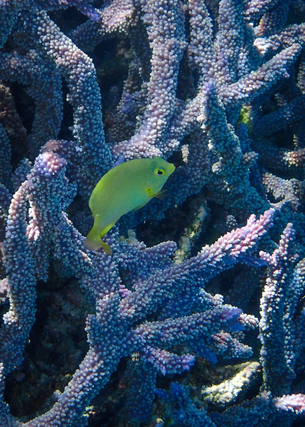 Use complementary colours: Yellow Damsel Fish against purple