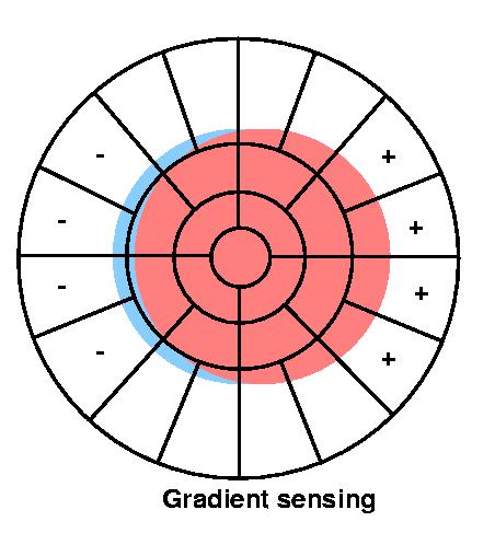 Wavefront sensor lenslet shapes are different for edge, middle of pupil Example: This is what wavefront tilt (which produces image