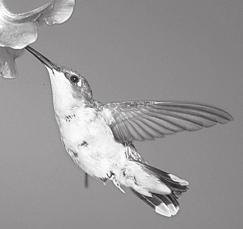 Lesson 13 Ruby-Throated Hummingbirds Several different kinds of hummingbirds live in North America. Rufous hummingbirds, Anna s hummingbirds, and broadtailed hummingbirds live in the West.