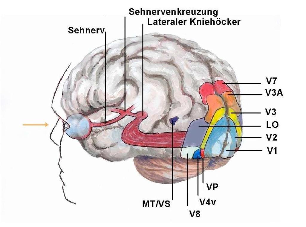 The Visual Cortex optic nerve optic chiasma