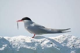 Long-Distance Migrants Arctic Tern Breed in temperate & Arctic