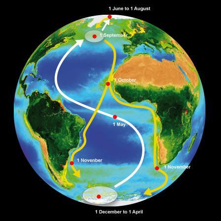 Southern ocean Increased natal dispersal distances by 75km over 60