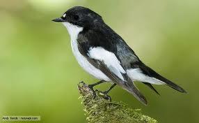 European Pied Flycatcher Steadily advancing breeding dates over past 20 years No