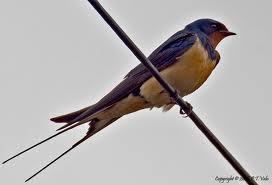 Barn Swallows Started breeding earlier in recent years Increased interval b/t 1 st and 2 nd clutch by more than 10 days over 40 years