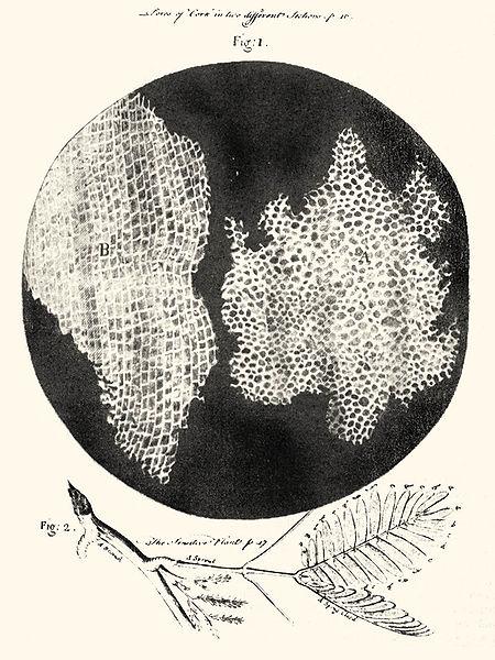 Hooke s discoveries The cell Details of a flea 15 Robert Hooke s two-lens