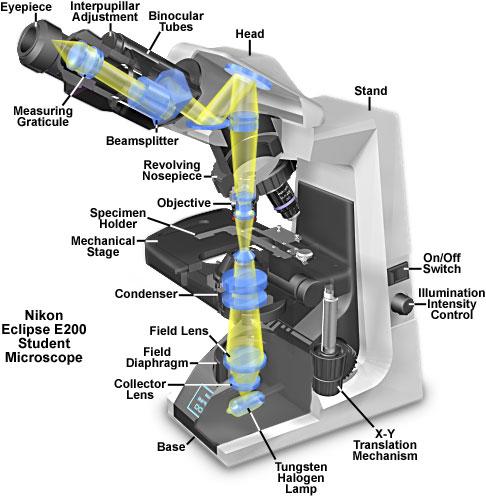 Modern student binocular microscope A beamsplitter, a half-silvered mirror, sends half the light to each
