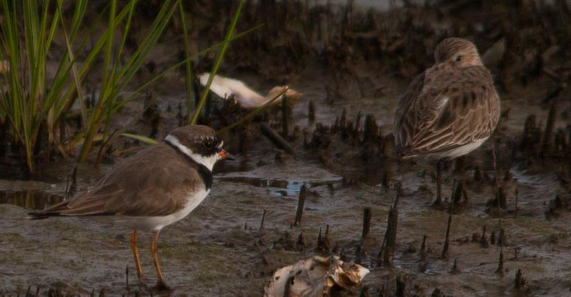 Semipalmated Plover superficially similar to Killdeer, but