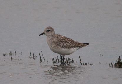 Black-bellied Plover rare away from coast a