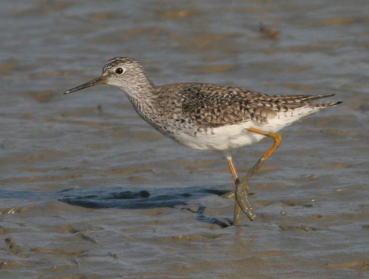 Lesser Yellowlegs body size similar to Killdeer, but much longer legs compared to Greater Yellowlegs: smaller size, smaller