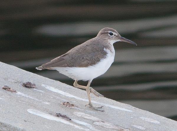Spotted Sandpiper similar size and habitat