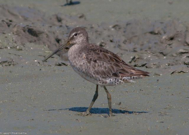 Long-billed Dowitcher shape: thick neck, front-heavy body