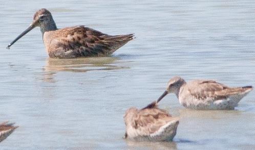 Long-billed Dowitcher: juvenile (fall) dull & grayish overall tertials grayish with