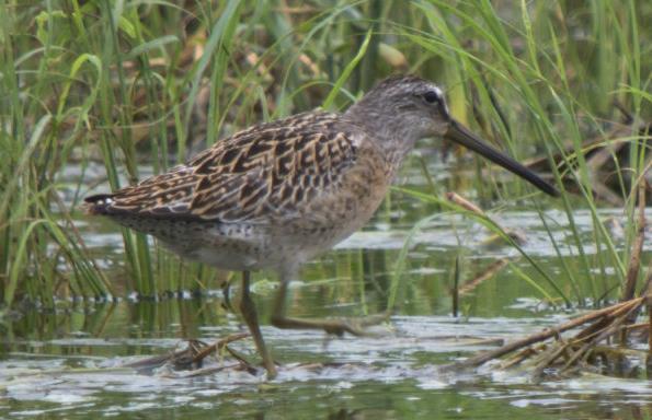 Short-billed Dowitcher: juvenile photo by Mike Todd, 8/30/14 upperparts with broad buffy edges & bars (including