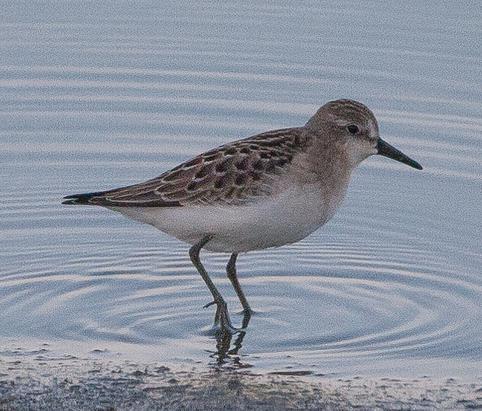 Semipalmated Sandpiper a bit larger than Least, with black legs